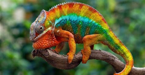 xhamluve|Beautiful Footage: Chameleons Are Amazing